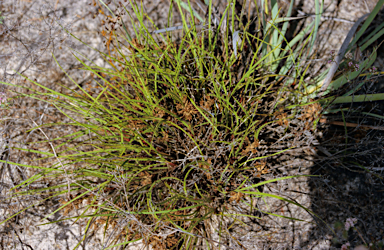 APII jpeg image of Banksia mimica  © contact APII