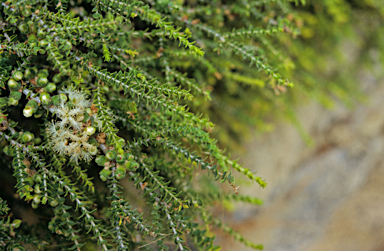 APII jpeg image of Melaleuca cardiophylla  © contact APII