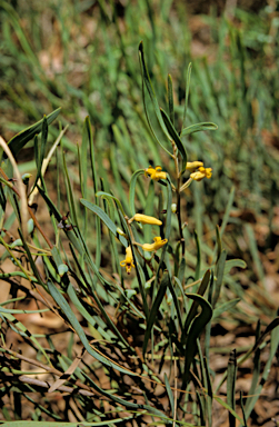 APII jpeg image of Persoonia comata  © contact APII