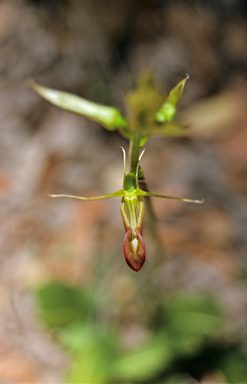 APII jpeg image of Cryptostylis ovata  © contact APII