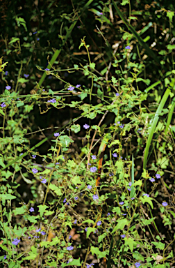 APII jpeg image of Dampiera hederacea  © contact APII