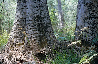 APII jpeg image of Eucalyptus guilfoylei  © contact APII