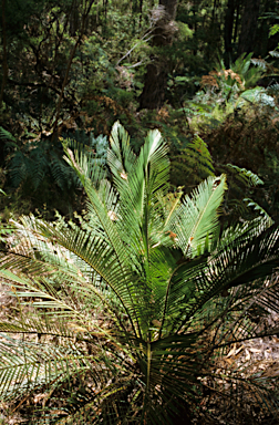 APII jpeg image of Macrozamia riedlei  © contact APII