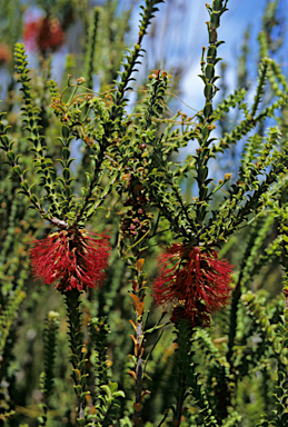 APII jpeg image of Beaufortia sparsa  © contact APII