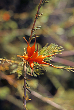 APII jpeg image of Lambertia ericifolia  © contact APII