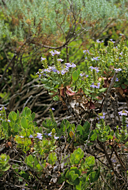 APII jpeg image of Scaevola crassifolia  © contact APII