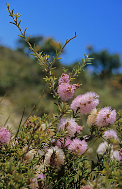 APII jpeg image of Melaleuca striata  © contact APII