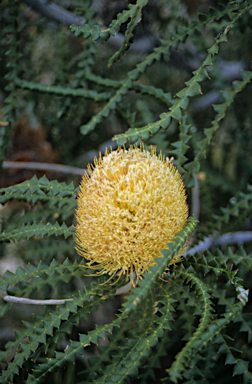 APII jpeg image of Banksia speciosa  © contact APII