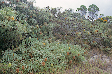 APII jpeg image of Banksia speciosa  © contact APII