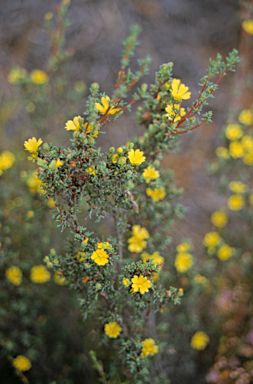 APII jpeg image of Hibbertia gracilipes  © contact APII