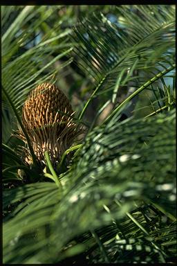 APII jpeg image of Cycas armstrongii  © contact APII