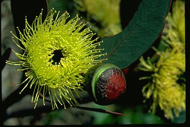 APII jpeg image of Eucalyptus preissiana  © contact APII