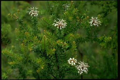 APII jpeg image of Grevillea buxifolia  © contact APII