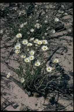 APII jpeg image of Helichrysum sp.  © contact APII