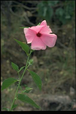 APII jpeg image of Hibiscus zonatus  © contact APII