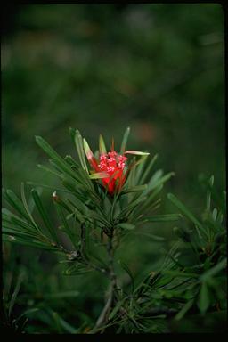 APII jpeg image of Lambertia formosa  © contact APII