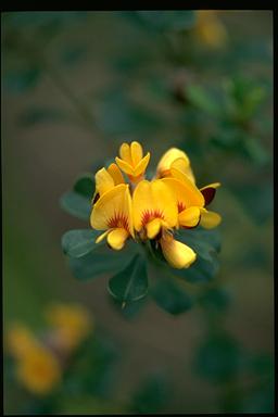 APII jpeg image of Pultenaea daphnoides  © contact APII