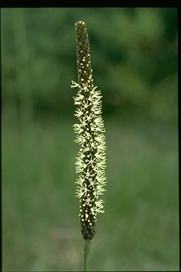 APII jpeg image of Xanthorrhoea minor  © contact APII