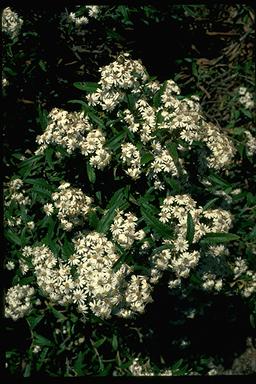 APII jpeg image of Olearia lirata  © contact APII