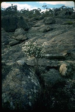 APII jpeg image of Olearia brevipedunculata  © contact APII