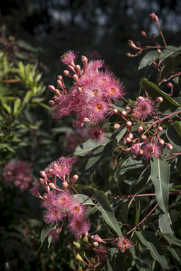 APII jpeg image of Corymbia 'Summer Beauty'  © contact APII