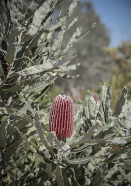 APII jpeg image of Banksia menziesii  © contact APII