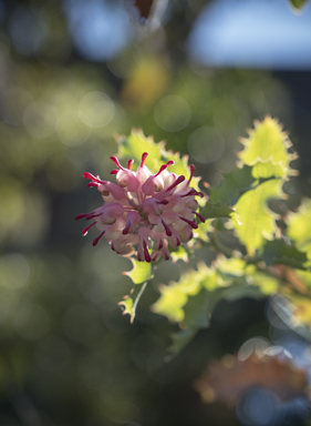 APII jpeg image of Grevillea insignis subsp. insignis  © contact APII