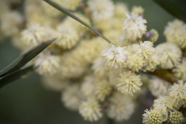 APII jpeg image of Acacia beckleri  © contact APII