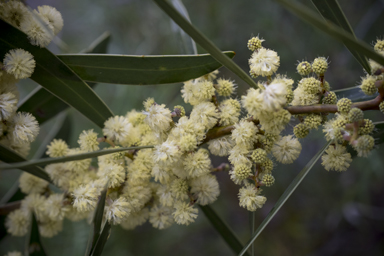 APII jpeg image of Acacia beckleri  © contact APII