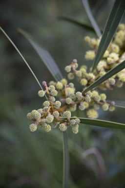 APII jpeg image of Acacia beckleri  © contact APII