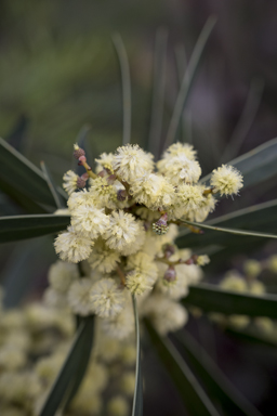 APII jpeg image of Acacia beckleri  © contact APII