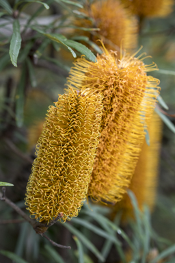 APII jpeg image of Banksia neoanglica  © contact APII