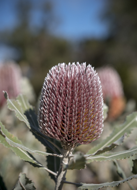 APII jpeg image of Banksia menziesii  © contact APII