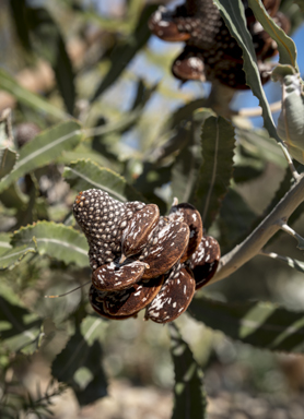 APII jpeg image of Banksia menziesii  © contact APII