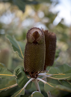 APII jpeg image of Banksia robur  © contact APII