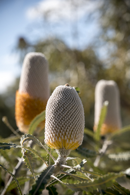 APII jpeg image of Banksia prionotes  © contact APII