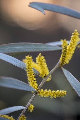 APII jpeg image of Acacia olgana  © contact APII