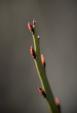 APII jpeg image of Bossiaea grayi  © contact APII