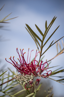 APII jpeg image of Grevillea  © contact APII