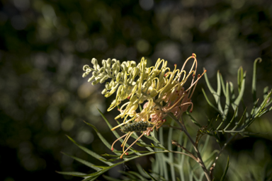 APII jpeg image of Grevillea bipinnatifida 'Peaches and Cream'  © contact APII