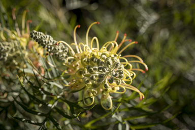 APII jpeg image of Grevillea bipinnatifida 'Peaches and Cream'  © contact APII