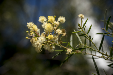 APII jpeg image of Acacia trinervata  © contact APII