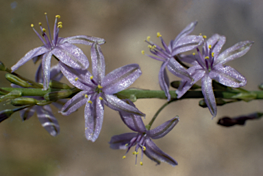 APII jpeg image of Caesia parviflora  © contact APII