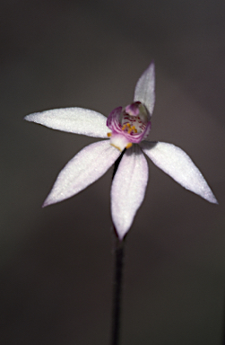 APII jpeg image of Caladenia alata  © contact APII