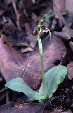 APII jpeg image of Chiloglottis diphylla  © contact APII