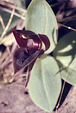 APII jpeg image of Chiloglottis valida  © contact APII