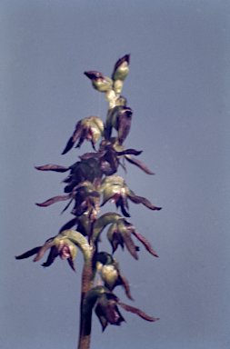 APII jpeg image of Corunastylis clivicola  © contact APII