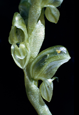 APII jpeg image of Pterostylis ziegeleri  © contact APII