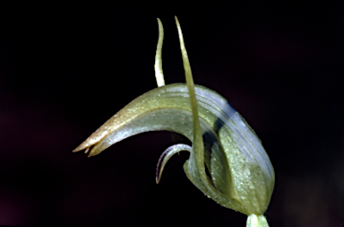 APII jpeg image of Pterostylis x ingens  © contact APII