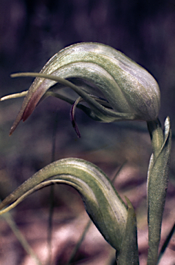 APII jpeg image of Pterostylis x ingens  © contact APII